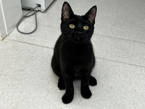 人懐っこい黒猫くん