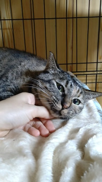 成猫の魅力を知る方!可愛いサビ女の子☆