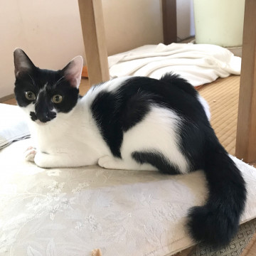 個性的な柄♪白黒・オス・去勢済み