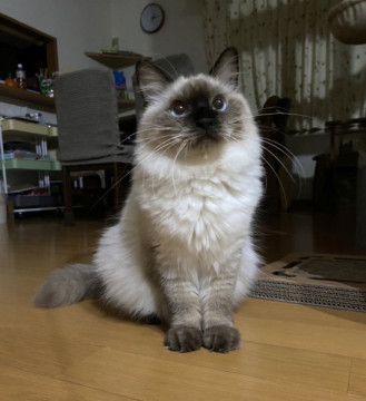 もこもこシャム系モカちゃん