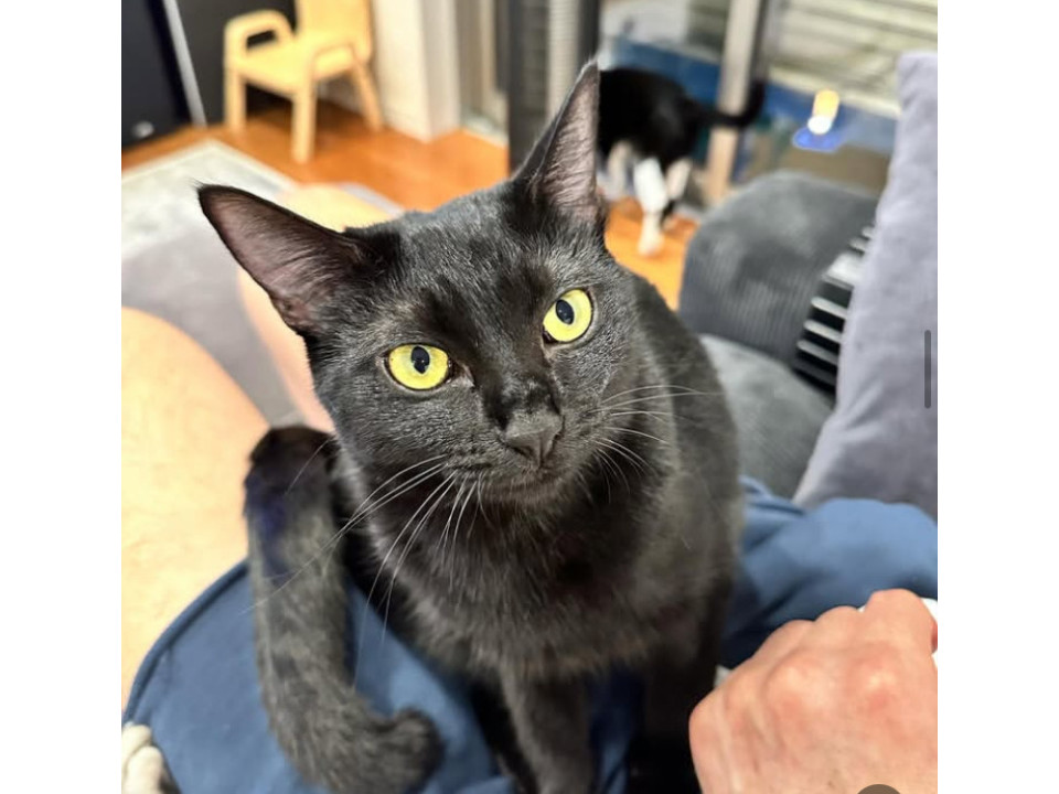 パルくんと一緒に❤️黒猫はなちゃん