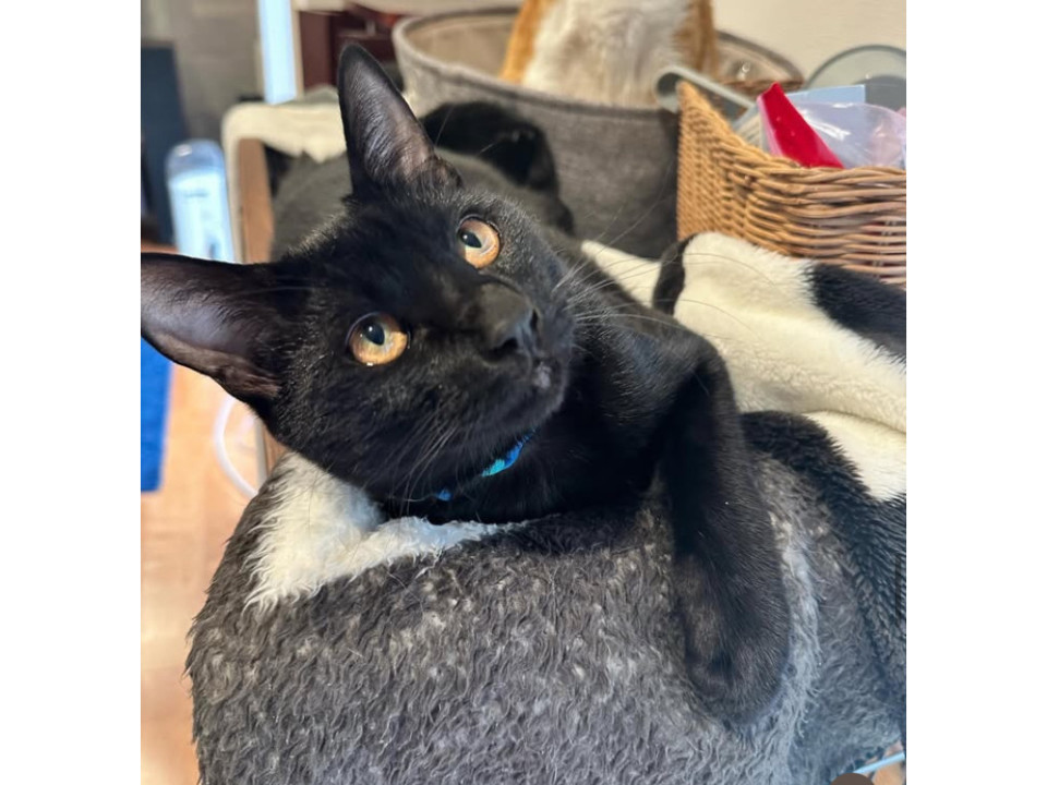 はなちゃんと兄妹❤️黒猫パルくん