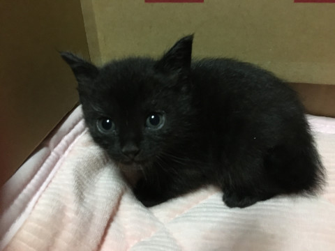 黒猫ちゃん