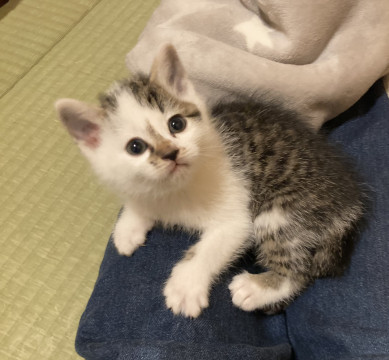 トライアル決定しました。キジシロ、オス。