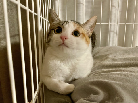 パーフェクトな柄の三毛猫