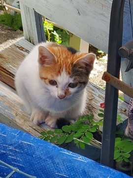 可愛い三毛猫