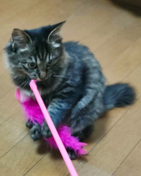 かわいいキジもふ猫ちゃん