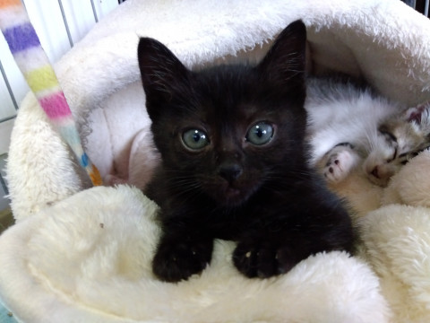 ちょっと短足?ちび黒ちゃん