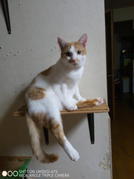 甘えん坊 とうま