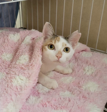 可愛い美猫 シロミケの"きよちゃん"