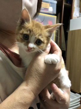 ころんころんした可愛い子猫