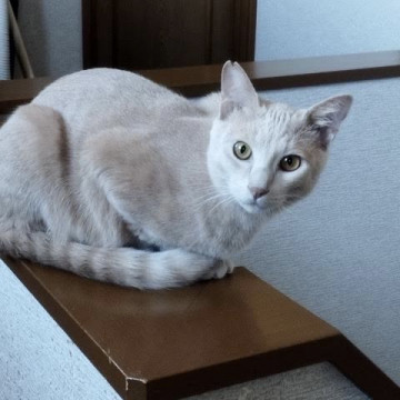 薄茶色の男の子♡4月生まれ