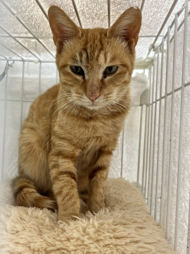 大人しい茶トラ君