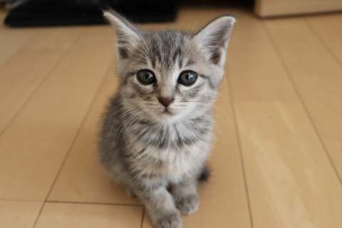 モフッ★グレートラの丁子。