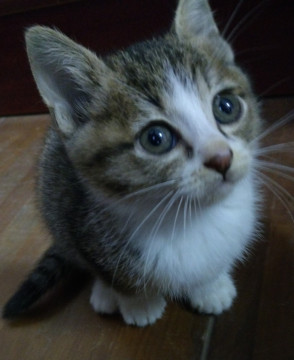 甘え上手なキジ白ちゃん