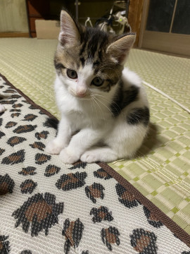美猫のサバ白ちゃん