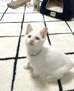 甘えん坊の男の子 みるくくん