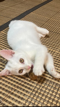 かわいい生後約3ヶ月の子猫貰ってください