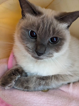 やっぱり美猫さん