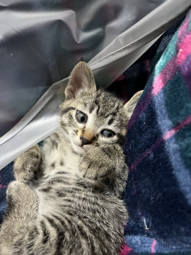 おねだり上手な虎猫