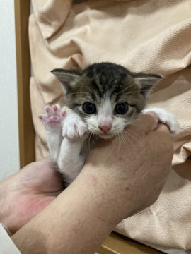 きょうだいネコ❣️キジシロちゃん‼️