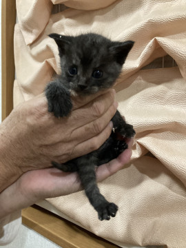 きょうだいネコ❣️黒猫ちゃん②‼️