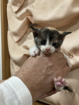 きょうだいネコ❣️三毛猫ちゃん‼️