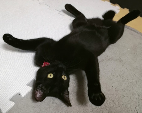 元気いっぱいお転婆くろねこちゃん