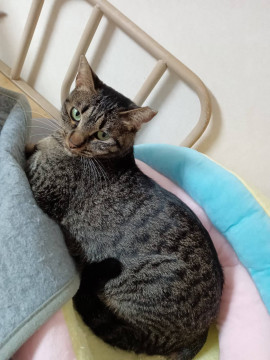 心を許した人には甘えてくるねこちゃん