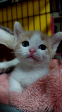 めちゃくちゃ可愛いハチワレちゃん
