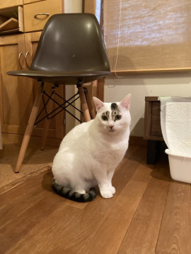 美少女猫ちゃん