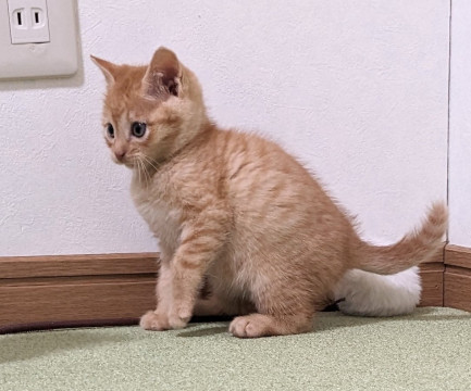 ♡めちゃかわいい茶トラ1ヶ月の男の子♡