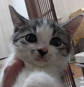 人馴れ しています 怖がりワカメちゃん