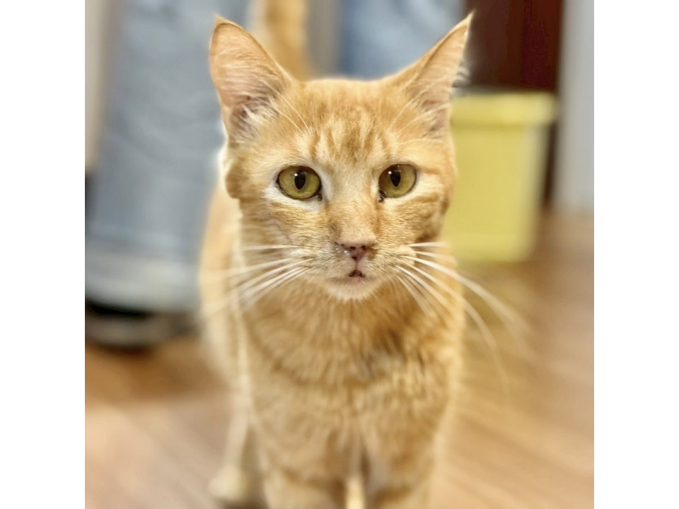 栃ノ心☆３歳くらい