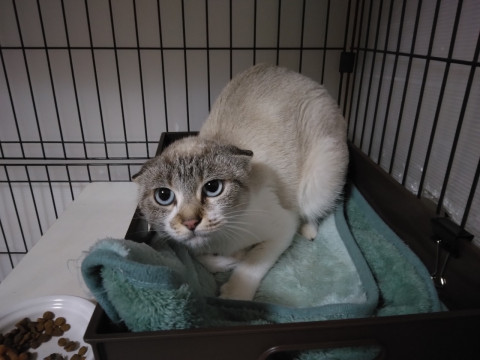 薄青目のシャムキジ猫