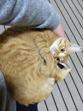 人馴れした茶トラ君(=^・^=)