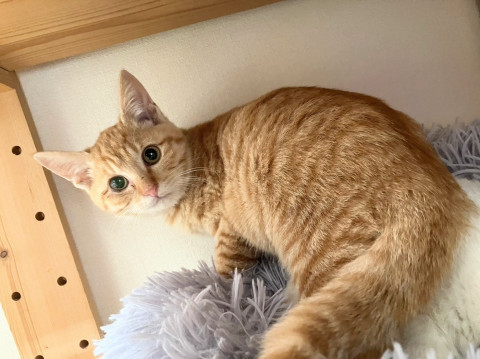 美人過ぎる茶トラ女子(=^ェ^=)