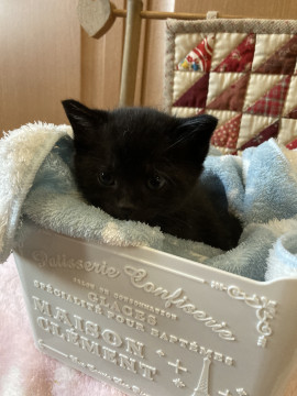 寂しくなりました❣️黒猫ちゃん‼️