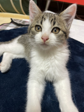 既に家猫♪ハンサムキジシロ男の子