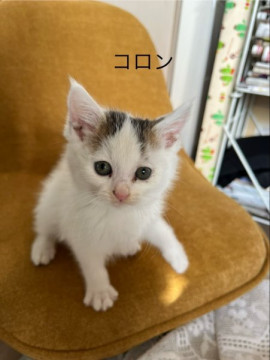 ふわふわコロン♬