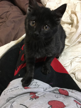 黒猫の鍵尻尾ちゃん