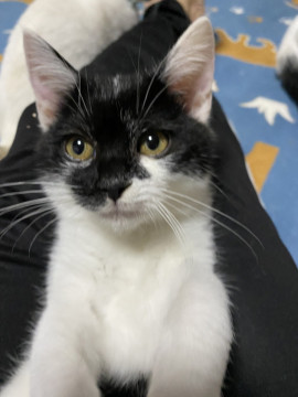 とっても可愛い白黒猫 ボンちゃん 家族募