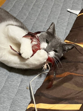 人にも猫にも馴れています。 イケメン男子