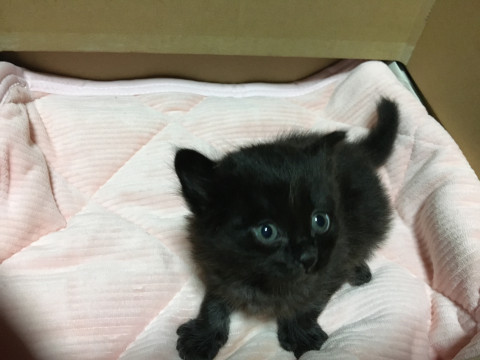 黒猫ちゃん