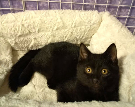 フレンドリーな黒猫の男の子