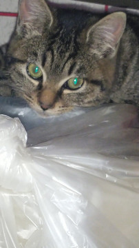 トラ子猫ちゃんです。