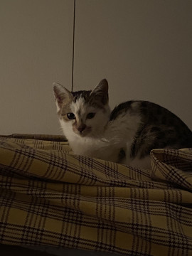 可愛い三毛猫の男の子です。
