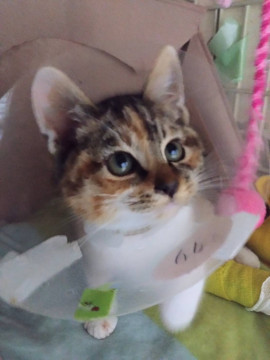 骨折の手術しました。元気です!