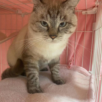 爪切り出来ますシャムミックスのエンくん