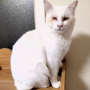 【うらら】♀2023年6月生／全盲の白猫